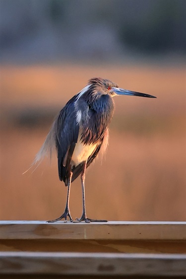 Crab-Dock-Night-Heron_Brenda-Torrey-Photography.jpg