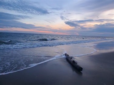 Driftwood-at-Sunset.jpg