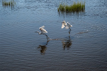 Egrets-at-9th_david-fix-photography.jpg