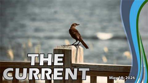 Cover photo for the digital newsletter The CURRENT